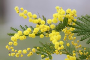ecoplay1-mimosa-2970960_1920